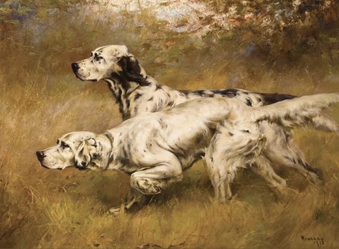English Setter Standard | Traits of a Moderate Setter English Setter Standard | Traits of a Moderate Setter
