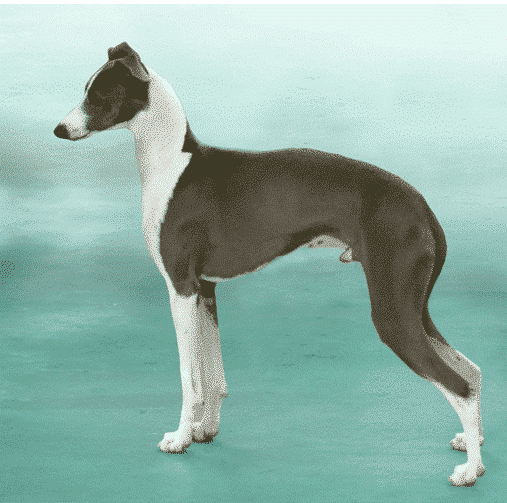 The Basics Of Judging | The Italian Greyhound Standard The Basics Of Judging | The Italian Greyhound Standard