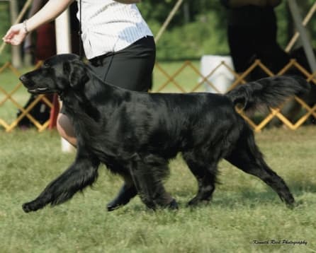 Image of Flat-Coated Retriever dog walking Image of Flat-Coated Retriever dog walking