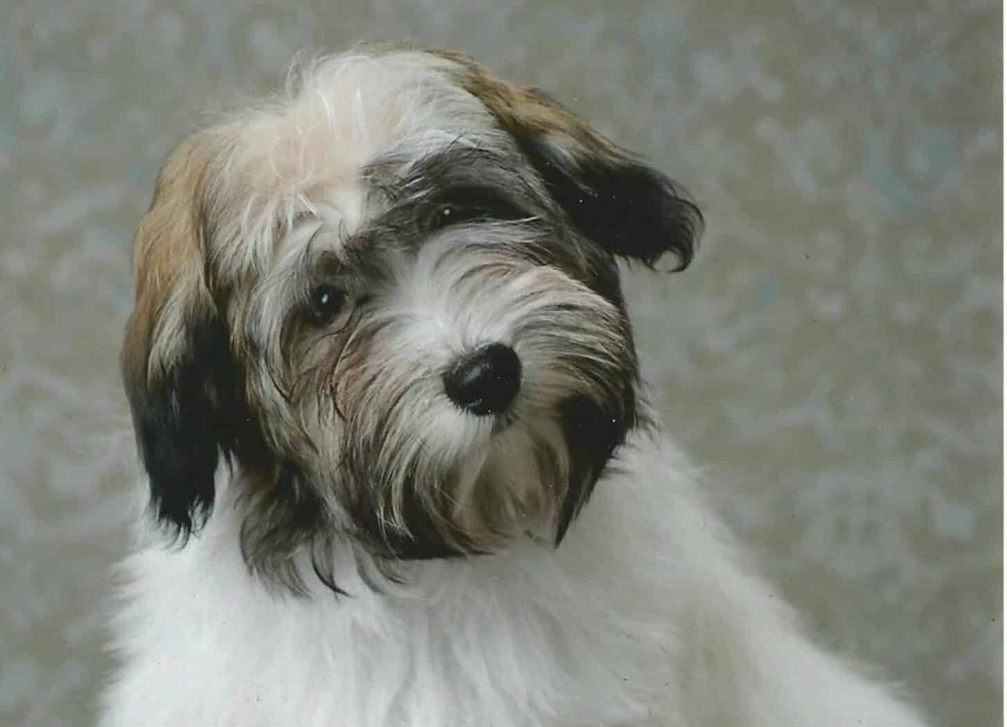 The Havanese Standard