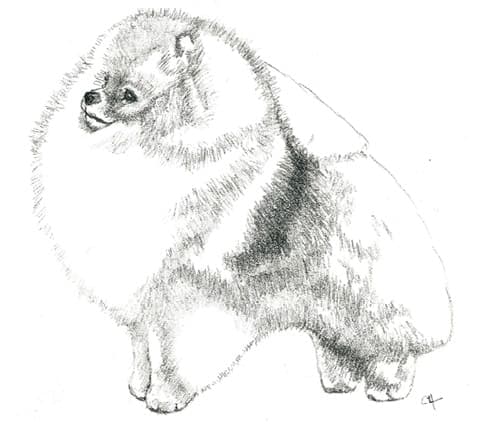 Pomeranian | Start in Whelping Box & Not In The Show Ring Pomeranian | Start in Whelping Box & Not In The Show Ring
