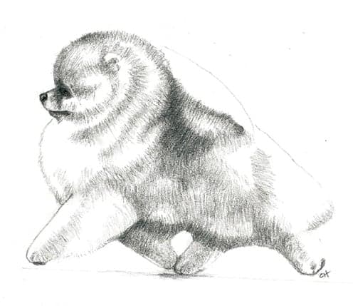 Pomeranian | Start in Whelping Box & Not In The Show Ring Pomeranian | Start in Whelping Box & Not In The Show Ring
