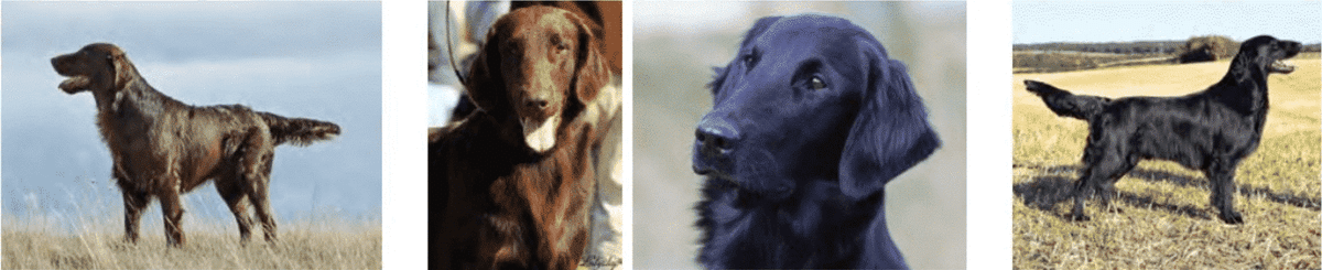 Flat-Coated Retrievers Dogs Flat-Coated Retrievers Dogs