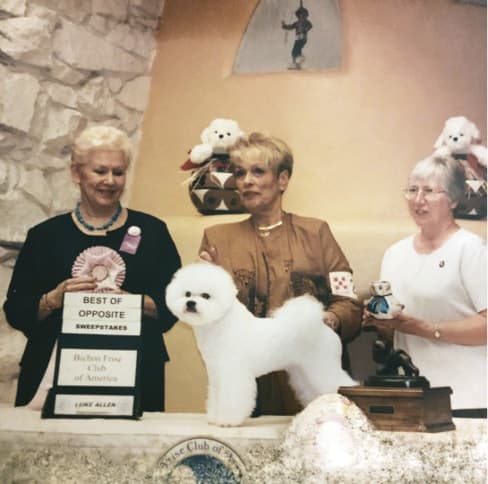 Mimi Winkler | Judges Choice Bichons Frises Mimi Winkler | Judges Choice Bichons Frises