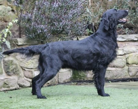 Flat-Coated Retriever dog Flat-Coated Retriever dog