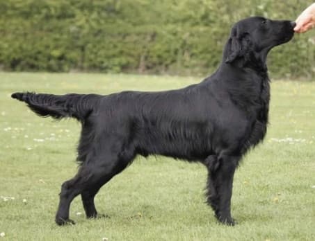 Flat-Coated Retriever dog Flat-Coated Retriever dog