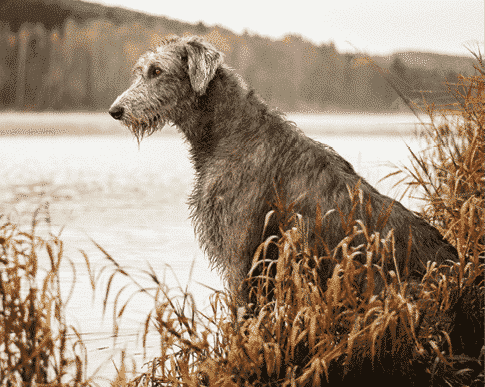 Calling All Dogs with DCM for Research Study