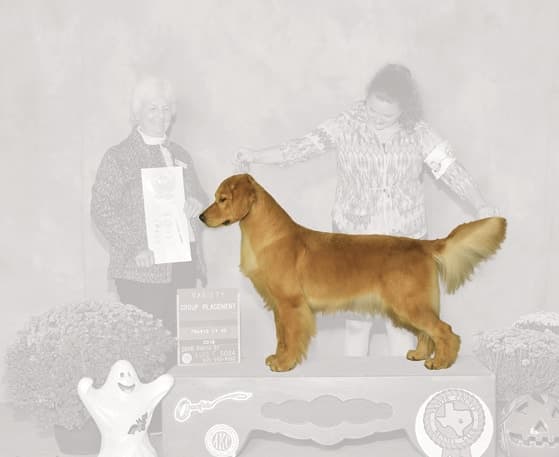 Golden Retriever Golden Retriever