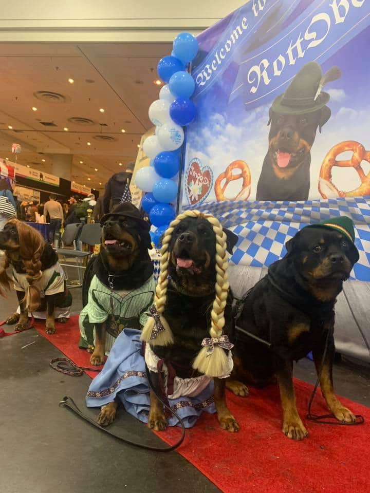American Kennel Club
