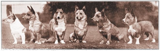 Pembroke Welsh Corgi Pembroke Welsh Corgi