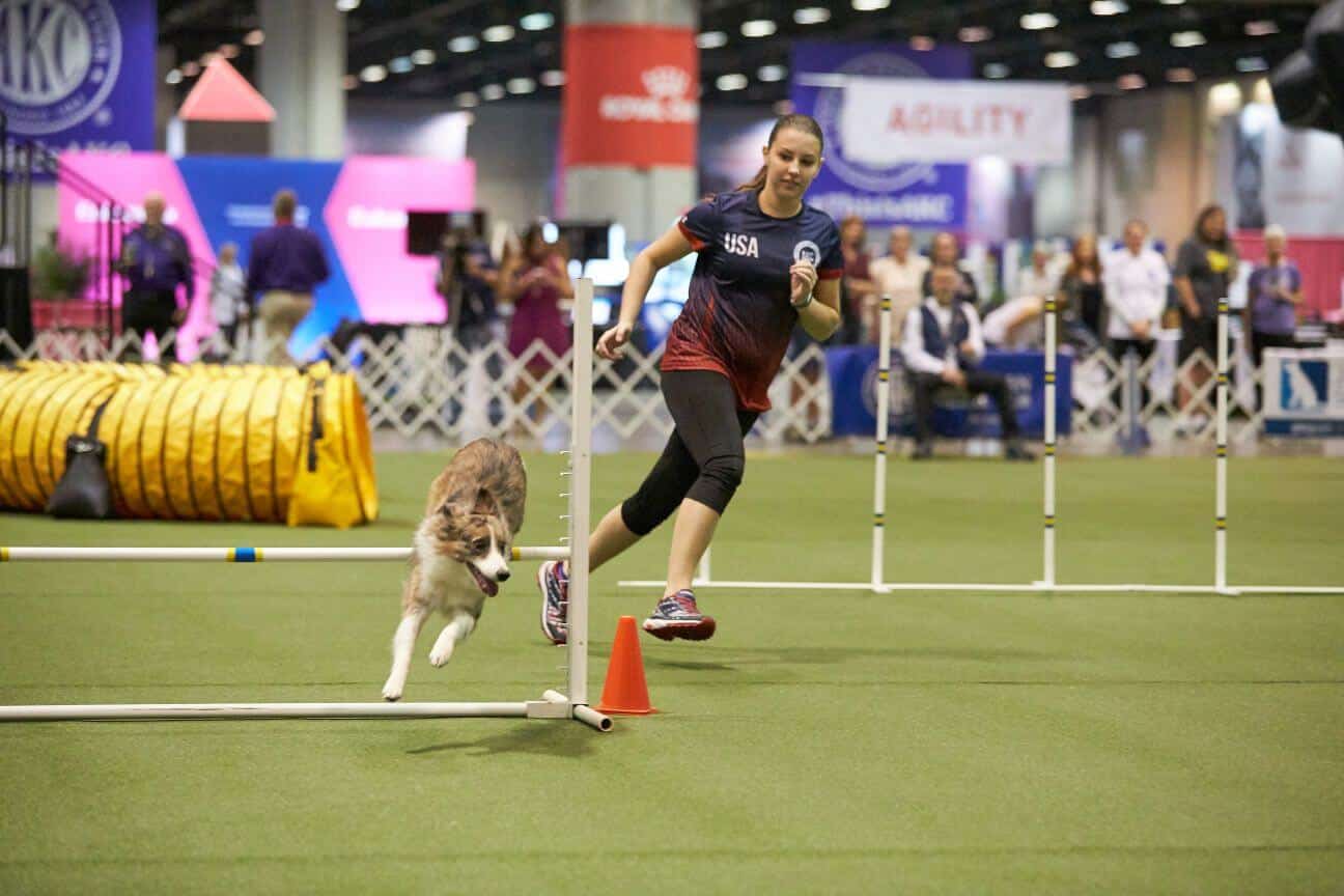 AKC Announces 2021 Junior Scholarship Recipients In