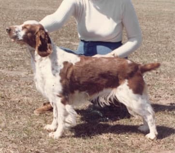 Judging The Welsh Springer Spaniel Judging The Welsh Springer Spaniel
