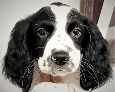 The English Springer Spaniel The English Springer Spaniel