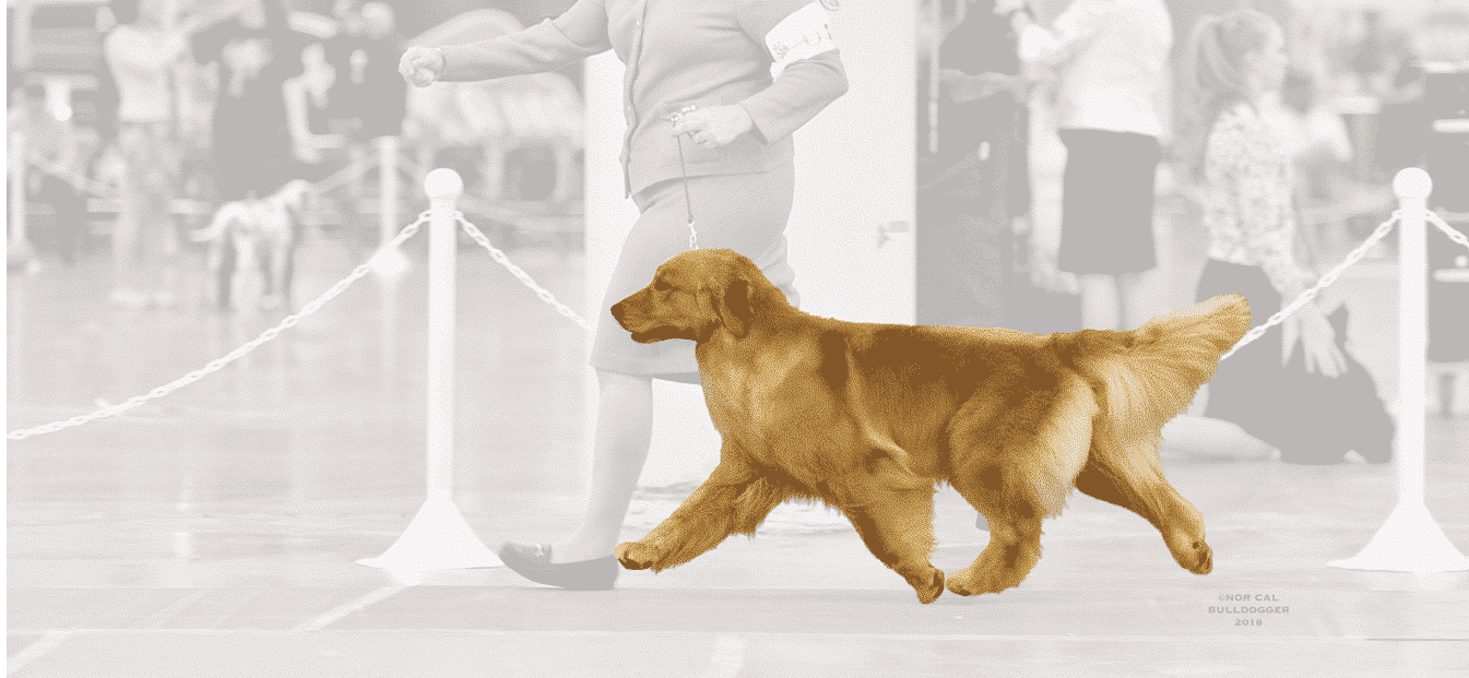 Golden Retriever Golden Retriever