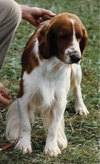 Judging The Welsh Springer Spaniel Judging The Welsh Springer Spaniel