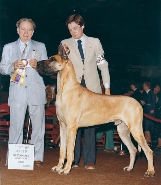 Dog Show Great Dane Breed Eric Ringle Dog Show Great Dane Breed