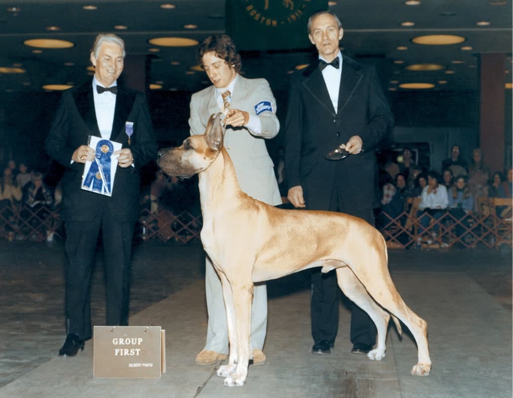 Dog Show Great Dane Breed Eric Ringle Dog Show Great Dane Breed Eric Ringle
