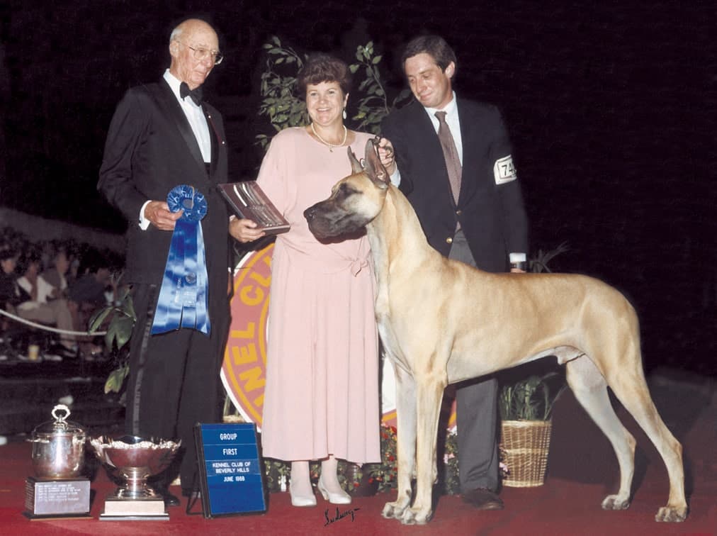 Dog Show Great Dane Breed Eric Ringle Dog Show Great Dane Breed Eric Ringle