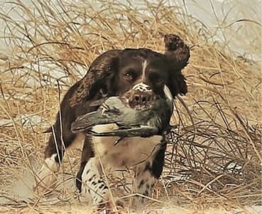 The English Springer Spaniel The English Springer Spaniel