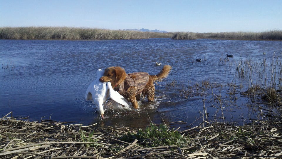 The Nova Scotia Duck Tolling Retriever (Toller)