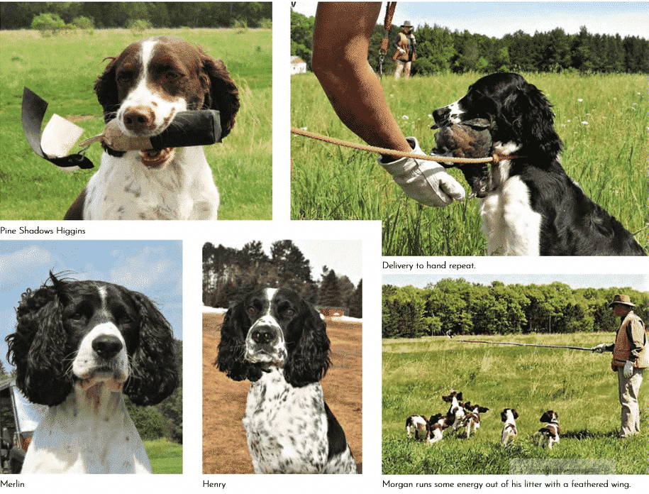 The English Springer Spaniel The English Springer Spaniel