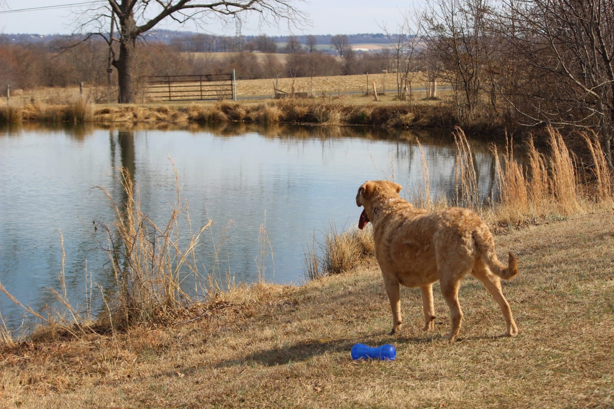 Chesapeake Bay Retrievers: DQ for Dewclaws?