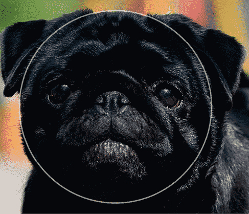 What makes a Pug | Round Head, Square Body, Curly Tail What makes a Pug | Round Head, Square Body, Curly Tail