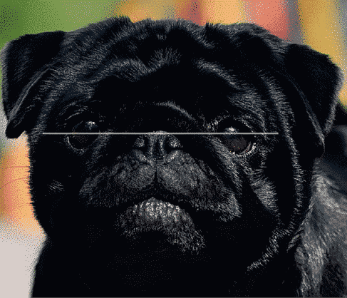 What makes a Pug | Round Head, Square Body, Curly Tail What makes a Pug | Round Head, Square Body, Curly Tail