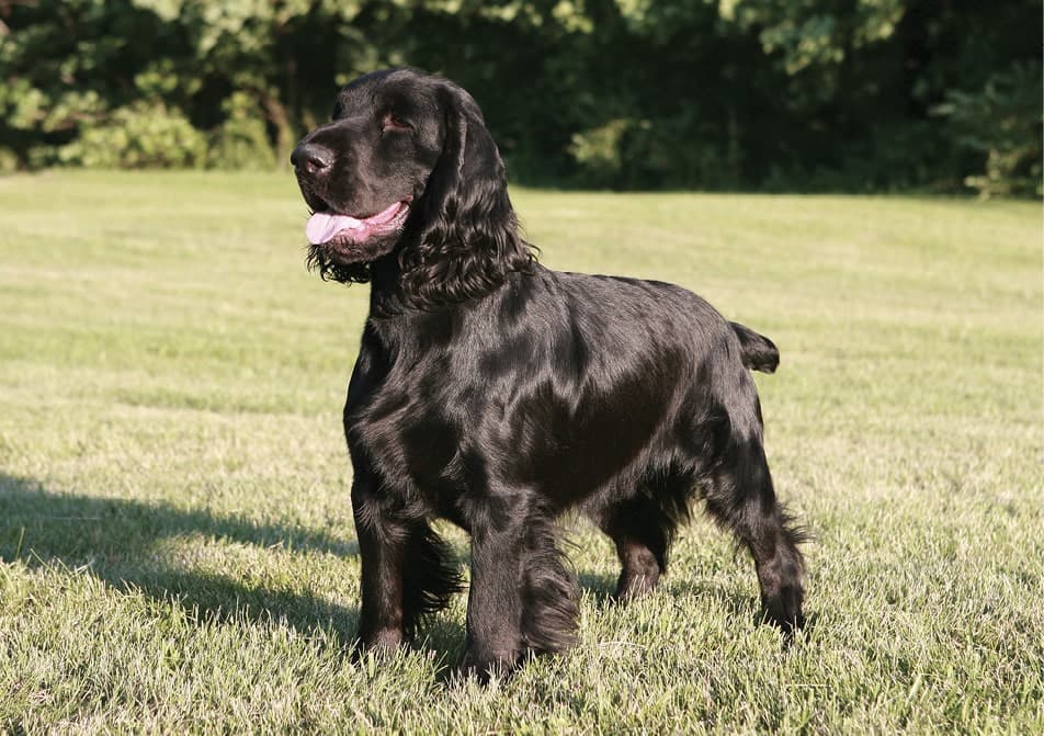 Black Field Spaniel Black Field Spaniel