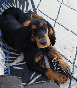 Black/Tan Field Spaniel