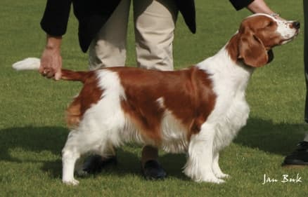 How is Welsh Springer Spaniel Judged How is Welsh Springer Spaniel Judged