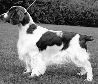 How is Welsh Springer Spaniel Judged How is Welsh Springer Spaniel Judged