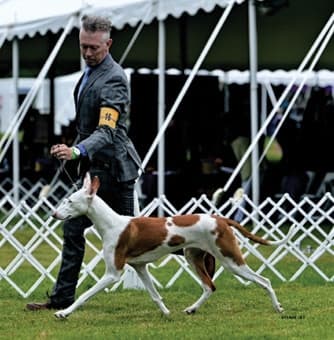 Garden Breeds & Varieties | Owner-Handled Dogs Are Among WKC Best of Breed Winners Garden Breeds & Varieties | Owner-Handled Dogs Are Among WKC Best of Breed Winners