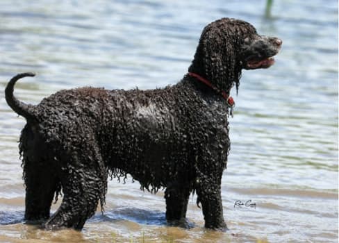 An Irish Water Spaniel frolics in the Post Oak’s Willow Pond. An Irish Water Spaniel frolics in the Post Oak’s Willow Pond.