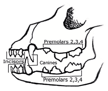 Canine Dentition | What’s the big deal? Canine Dentition | What’s the big deal?