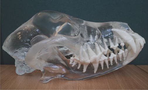 Canine Dentition | What’s the big deal? Canine Dentition | What’s the big deal?