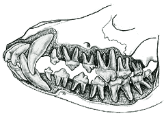 Canine Dentition | What’s the big deal? Canine Dentition | What’s the big deal?