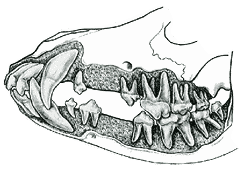 Canine Dentition | What’s the big deal? Canine Dentition | What’s the big deal?