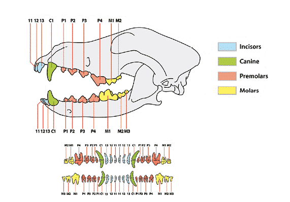 Canine Dentition | What’s the big deal? Canine Dentition | What’s the big deal?