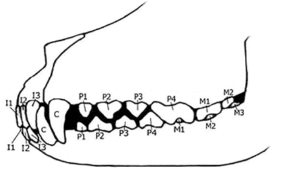 What’s the big deal about canine dentition?