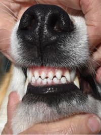 What’s the big deal about canine dentition?