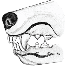 Canine Dentition | What’s the big deal? Canine Dentition | What’s the big deal?