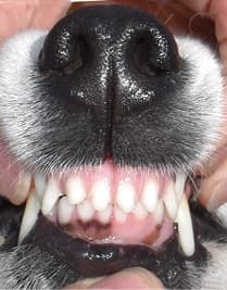 What’s the big deal about canine dentition?