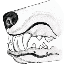 Canine Dentition | What’s the big deal? Canine Dentition | What’s the big deal?