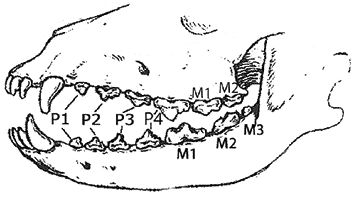 What’s the big deal about canine dentition?