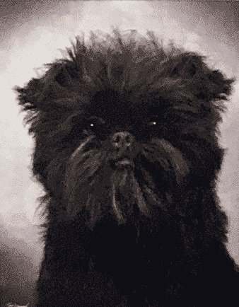 Dog Dog