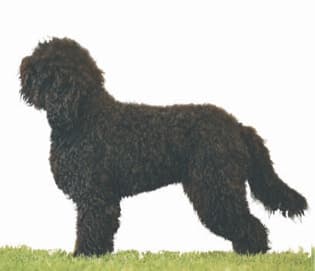 Barbet Proportion and Presentation | Profiles in Curls Barbet Proportion and Presentation | Profiles in Curls