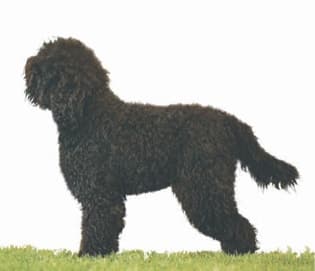 Barbet Proportion and Presentation | Profiles in Curls Barbet Proportion and Presentation | Profiles in Curls