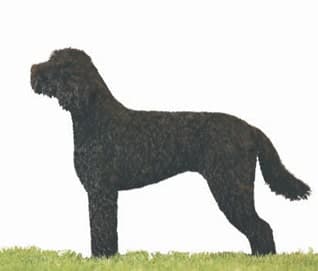Profiles in Curls | Barbet Proportion and Presentation