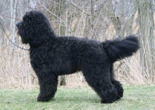 Profiles in Curls | Barbet Proportion and Presentation